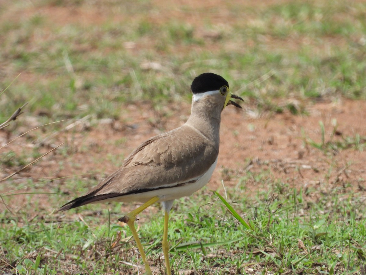 Yellow-wattled Lapwing - ML619518753