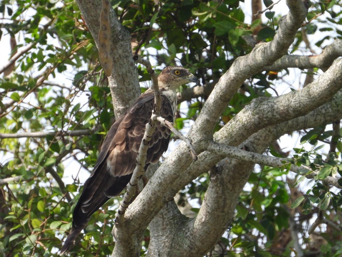 Oriental Honey-buzzard - ML619518755