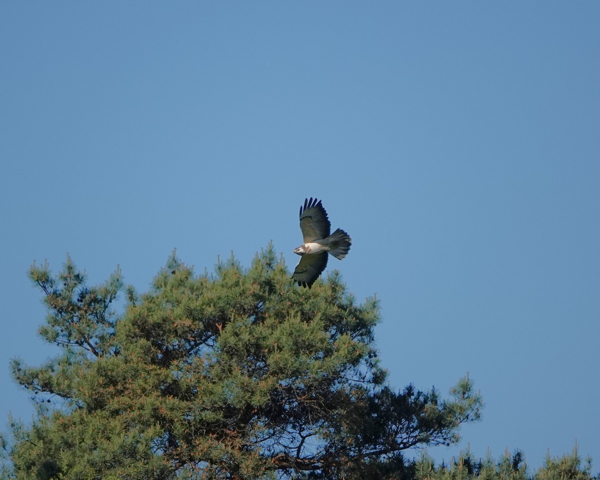 Mäusebussard - ML619518761