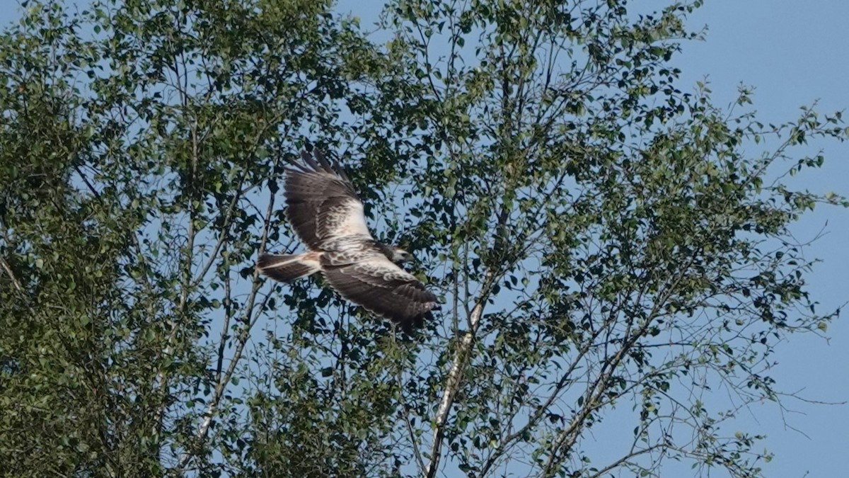 Common Buzzard - ML619518762