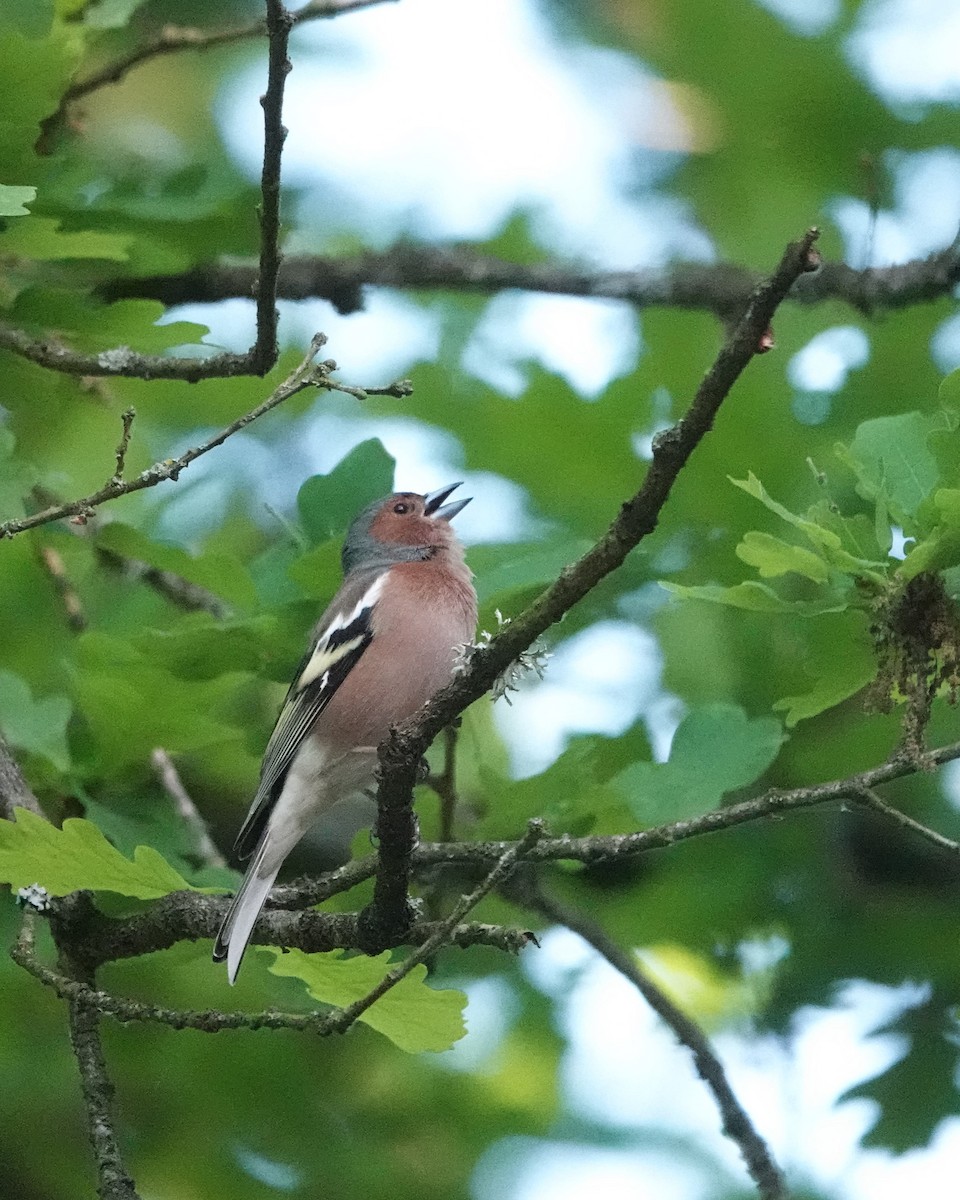 Common Chaffinch - ML619518764