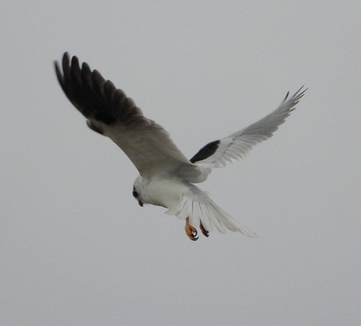 Black-shouldered Kite - Rodney van den Brink