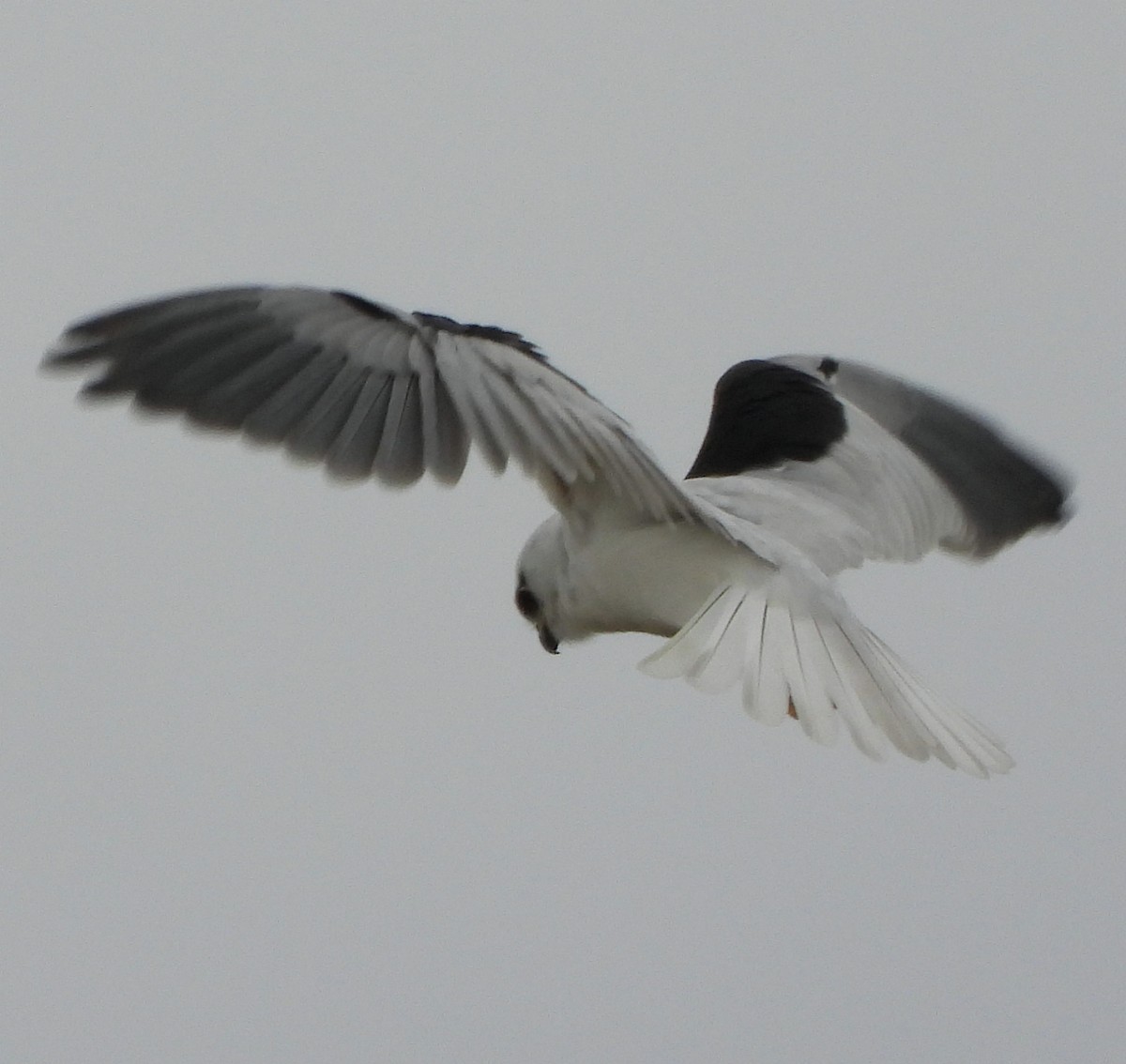 Black-shouldered Kite - Rodney van den Brink