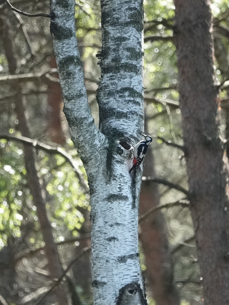 Great Spotted Woodpecker - Marianne Fan