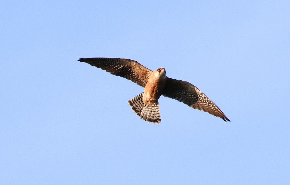 Red-footed Falcon - G S