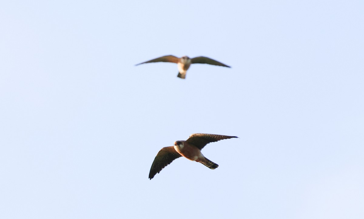 Red-footed Falcon - G S