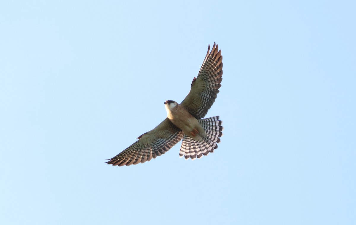 Red-footed Falcon - G S