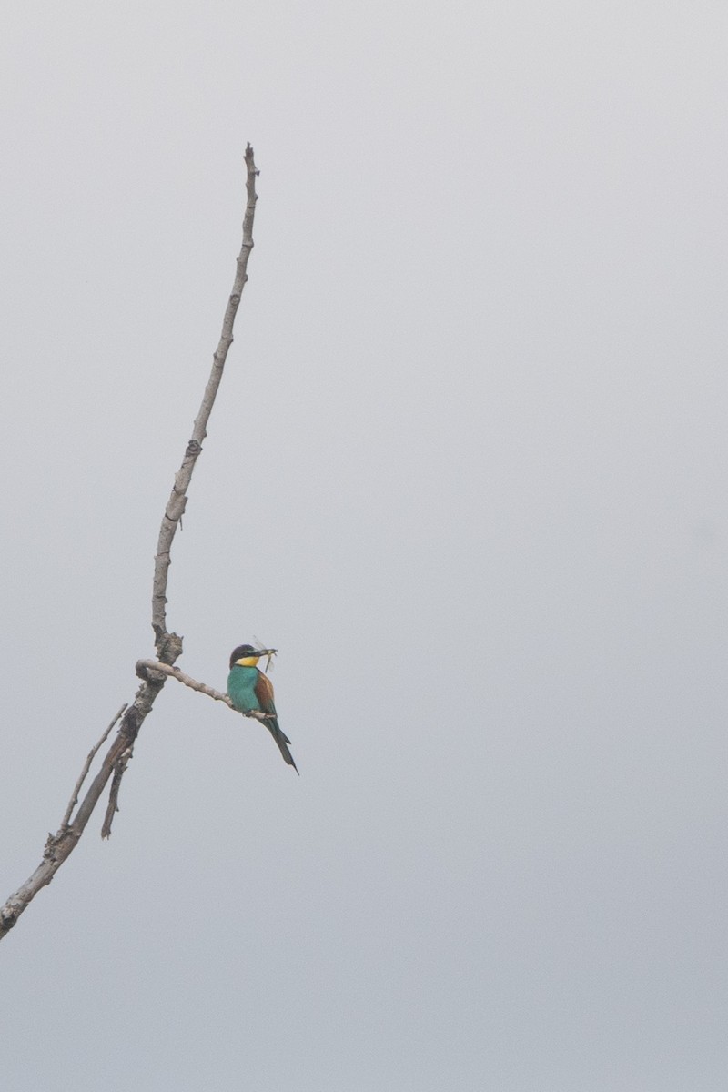 European Bee-eater - ML619518787