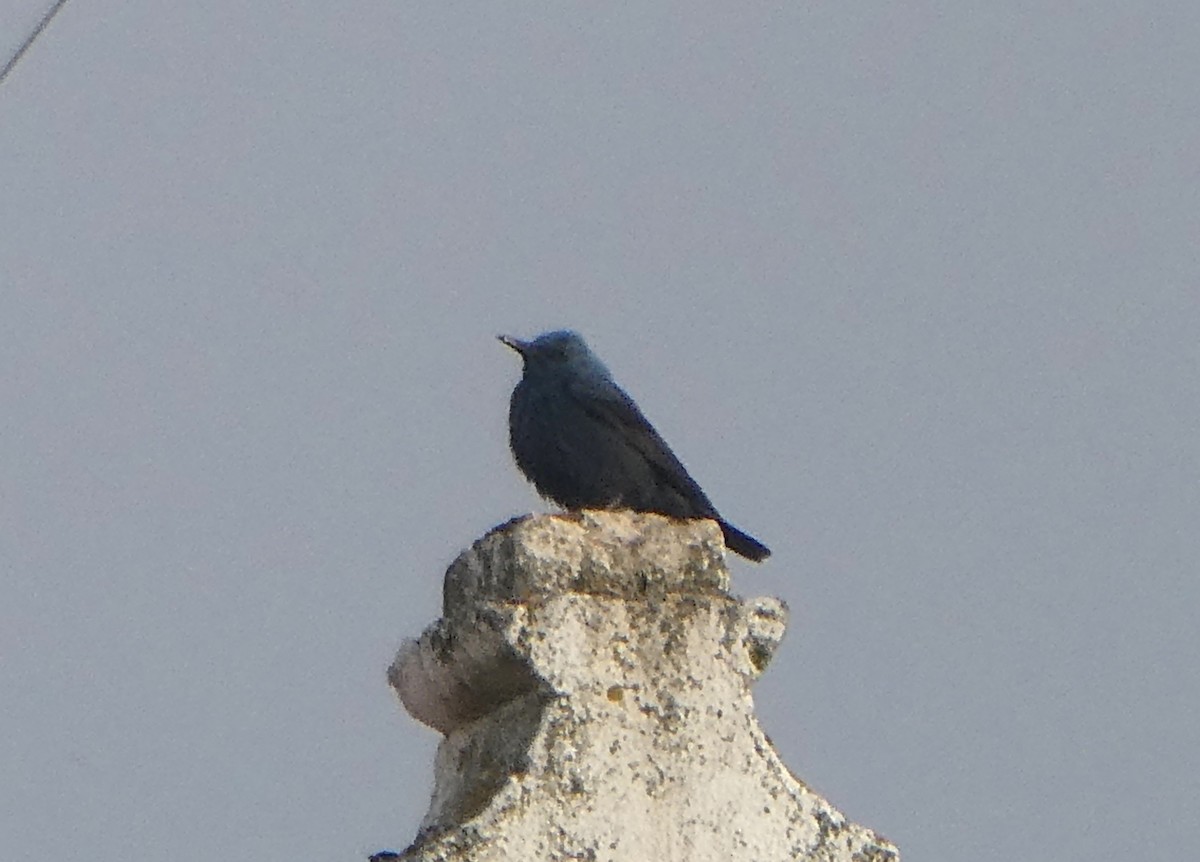 Blue Rock-Thrush - Enrique Pelayo