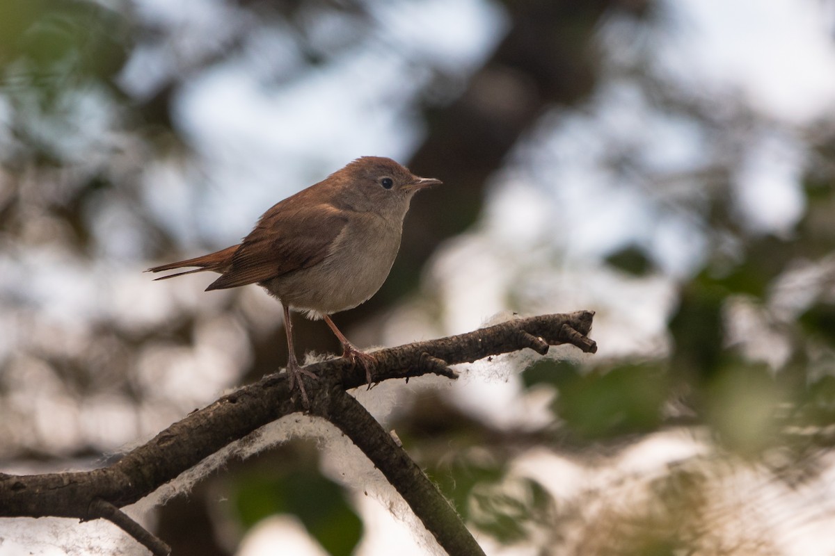 Common Nightingale - Vicente Pantoja Maggi