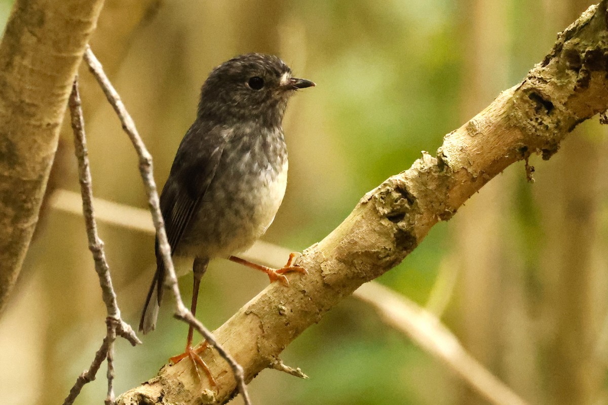 North Island Robin - John Mills