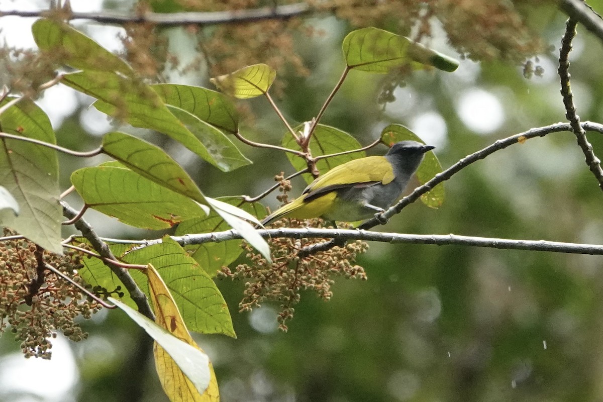 Gray-bellied Bulbul - David Diller