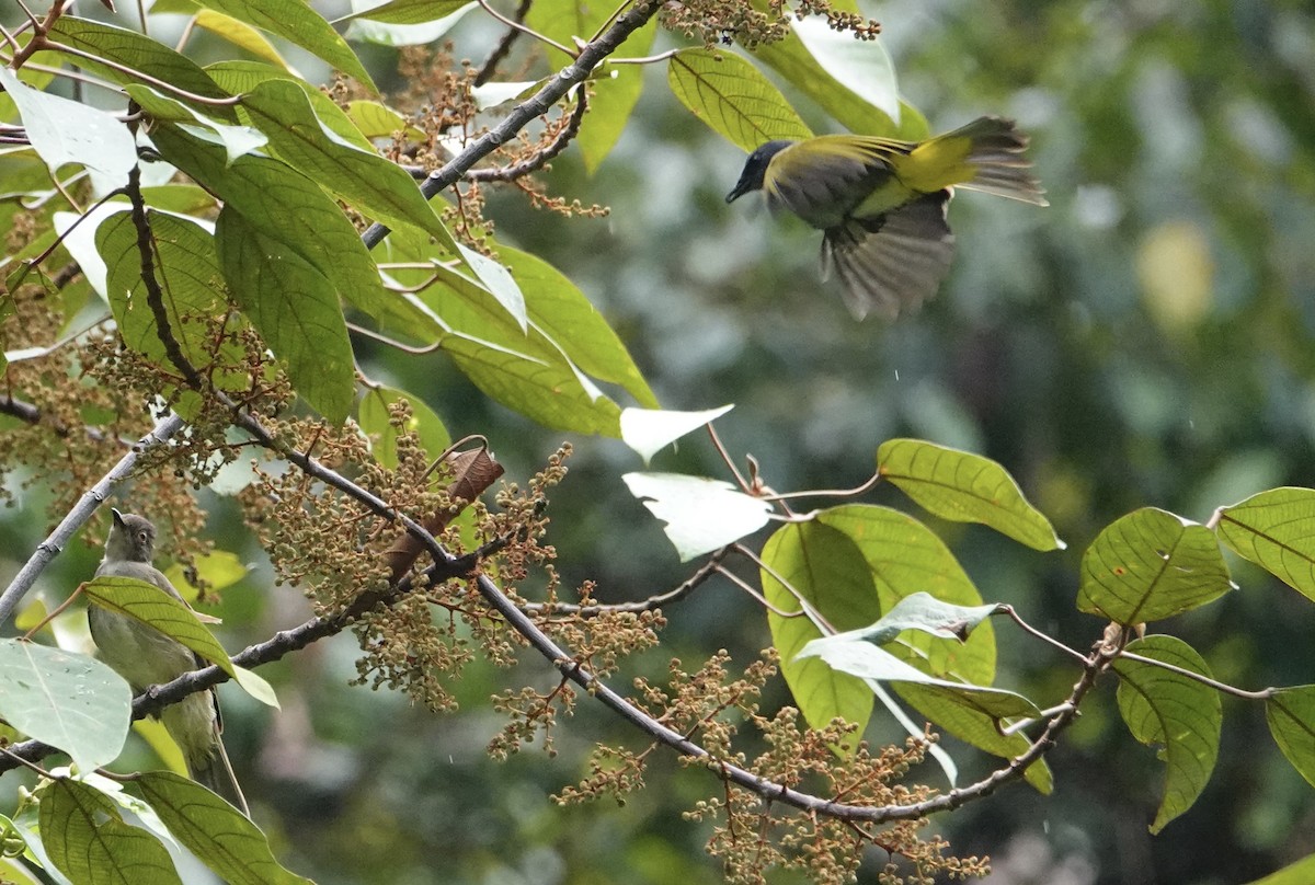 Gray-bellied Bulbul - David Diller