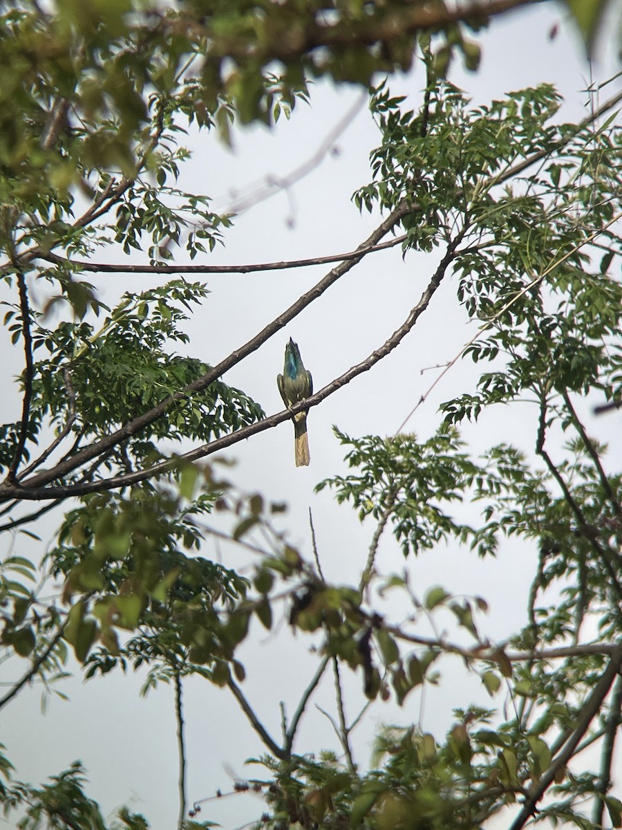 Blue-bearded Bee-eater - Anirudh Arun