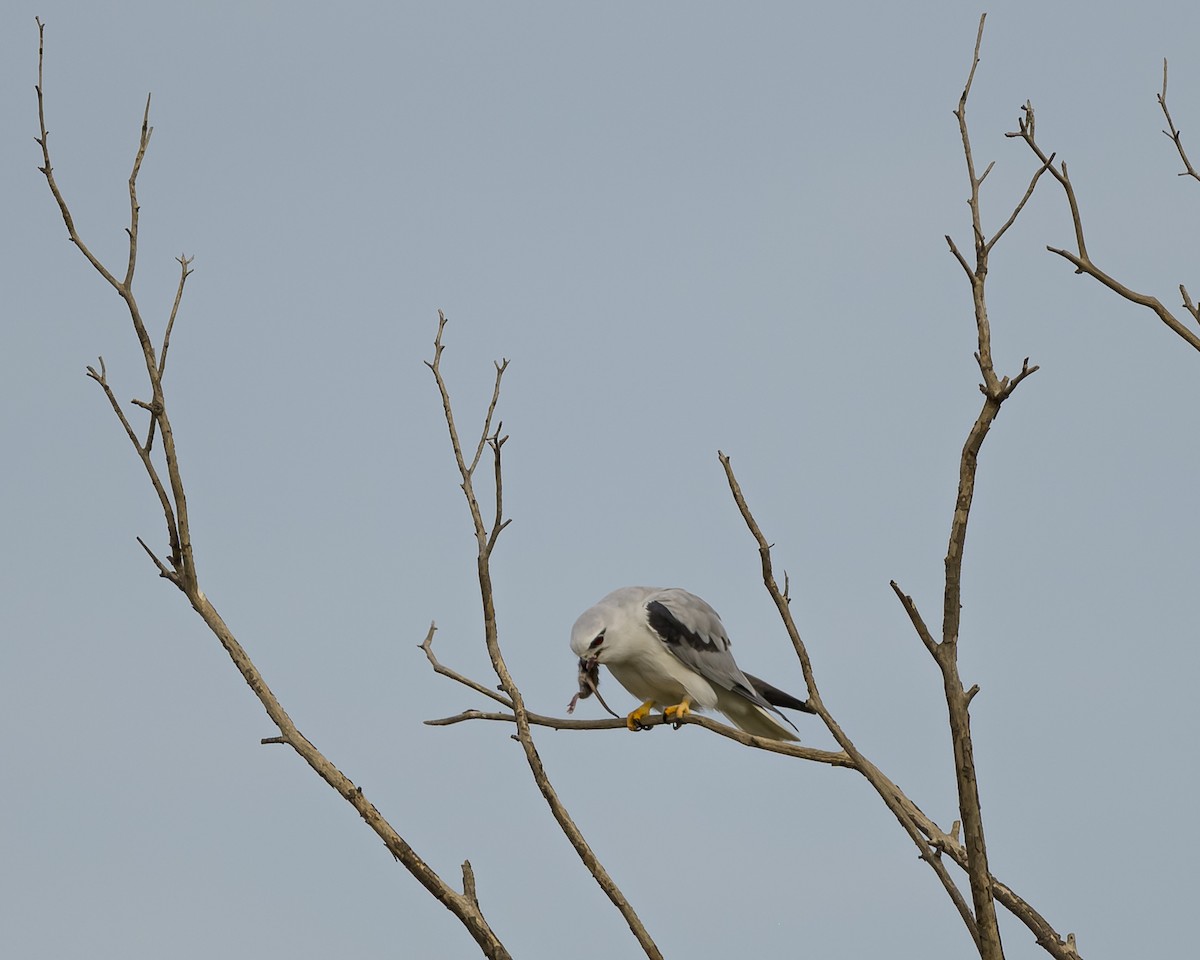 luněc australský - ML619518803