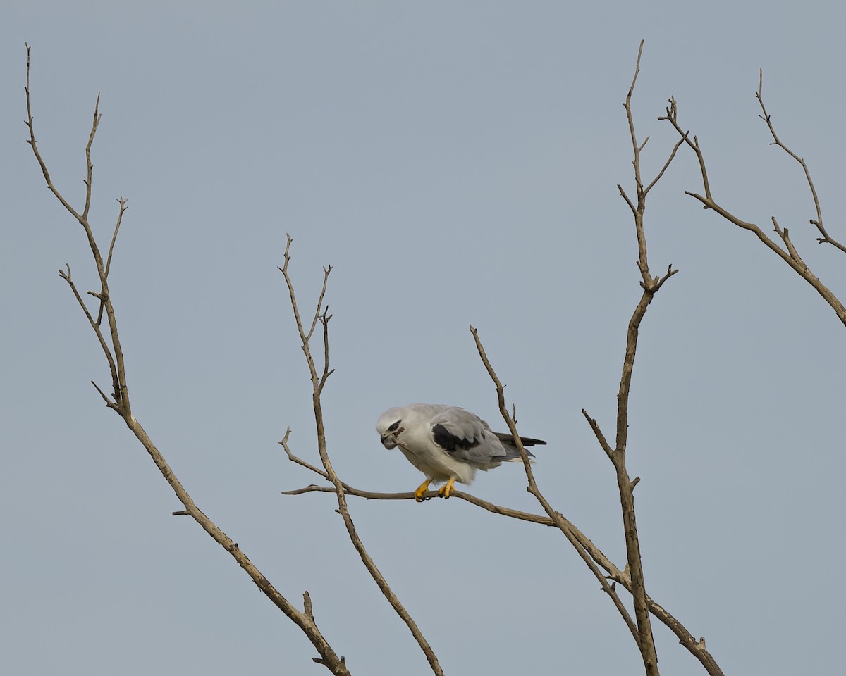 luněc australský - ML619518804