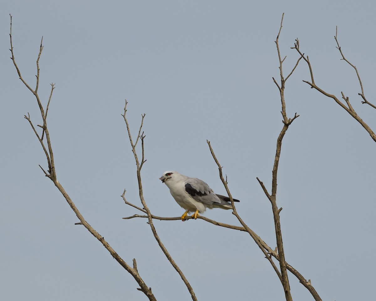 luněc australský - ML619518805