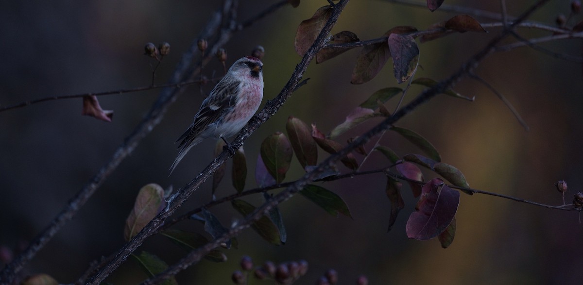 Common Redpoll - ML619518809