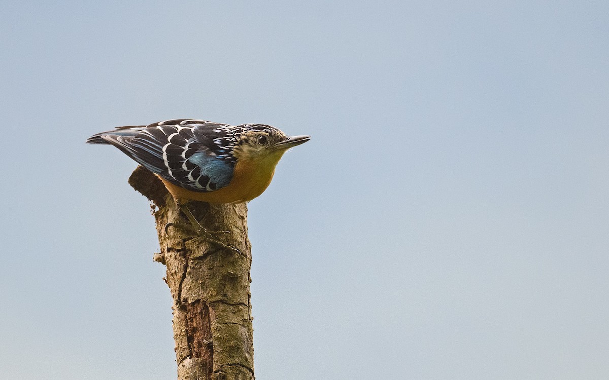 Beautiful Nuthatch - Dylan Vasapolli - Birding Ecotours