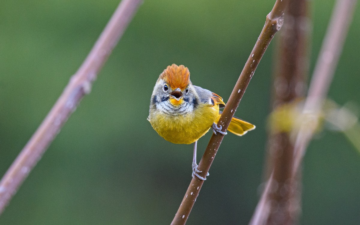 Chestnut-tailed Minla - Dylan Vasapolli - Birding Ecotours