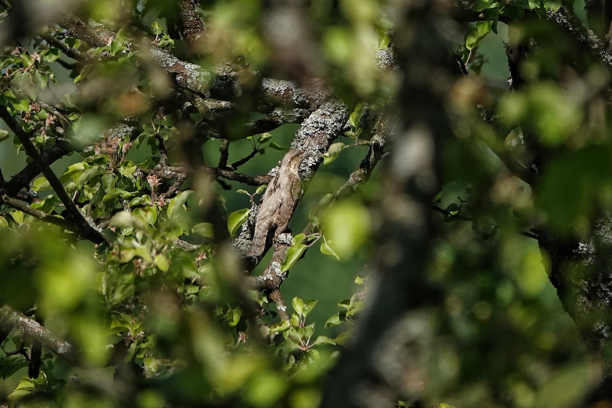 Eurasian Wryneck - Thomas Gibson