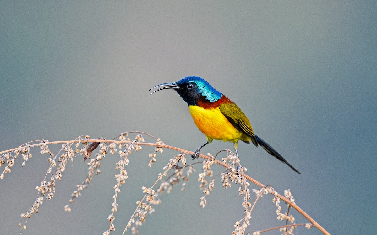 Green-tailed Sunbird - Dylan Vasapolli - Birding Ecotours
