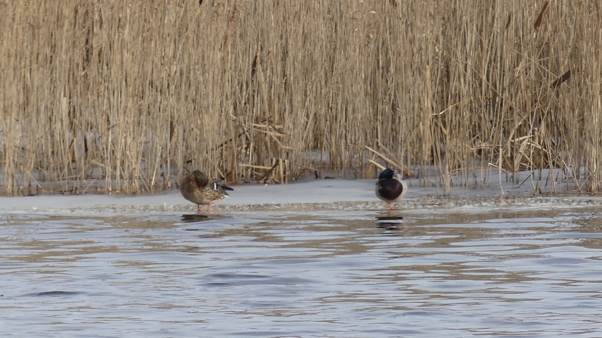 Mallard - Jan-Rune Ericson