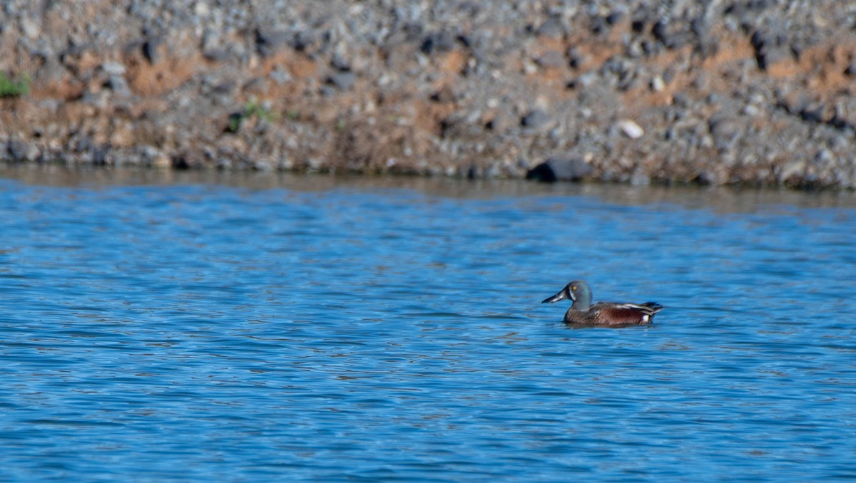 Australasian Shoveler - Gordon Arthur