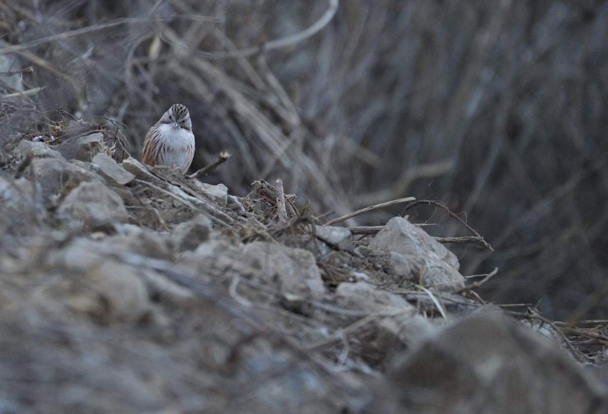 Beijing Babbler - LiCheng Wang