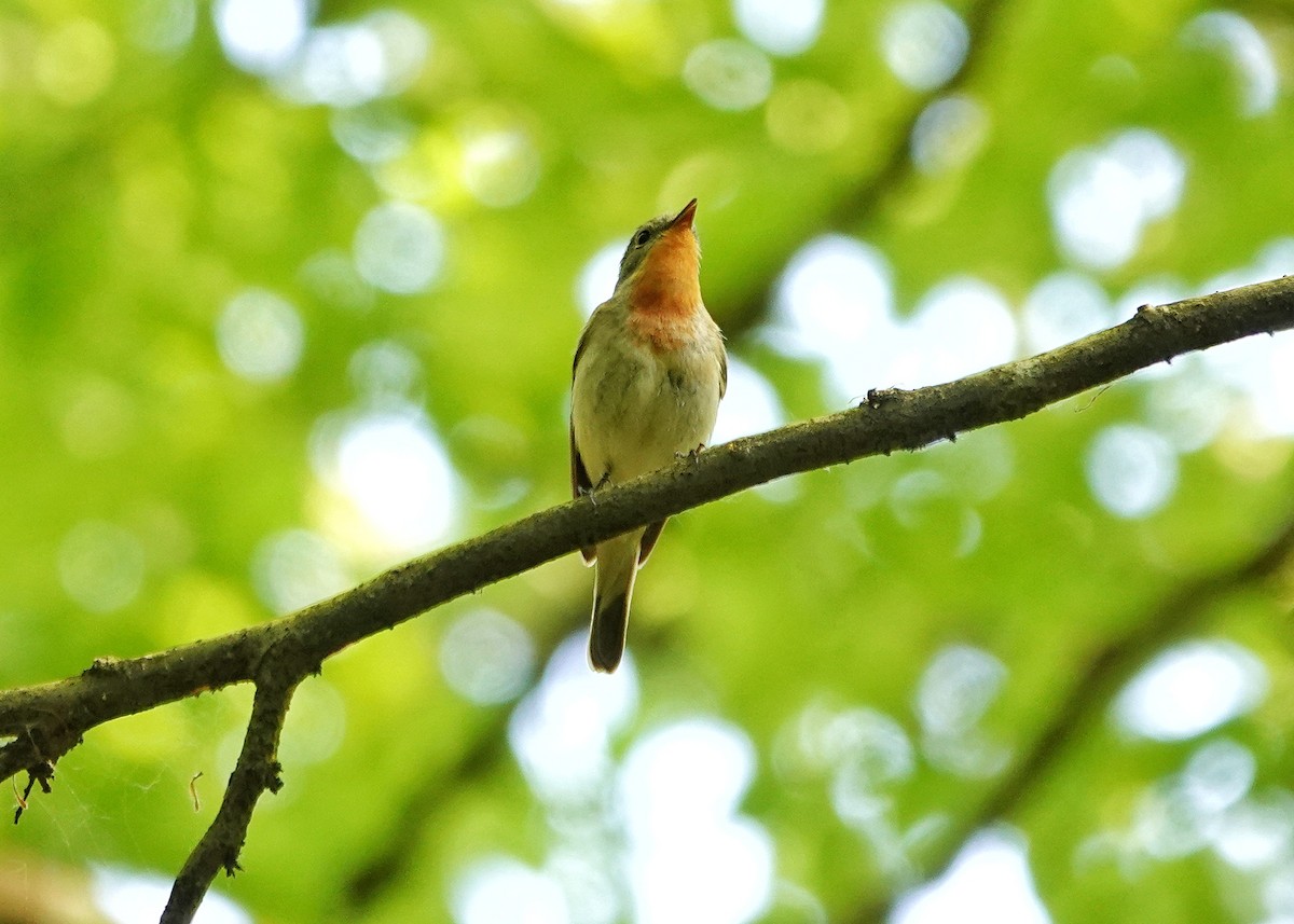 Red-breasted Flycatcher - Thomas Gibson
