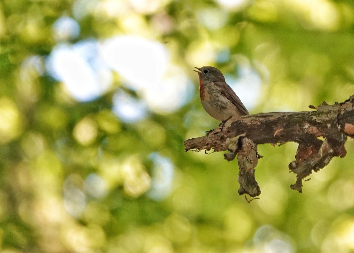 Red-breasted Flycatcher - Thomas Gibson