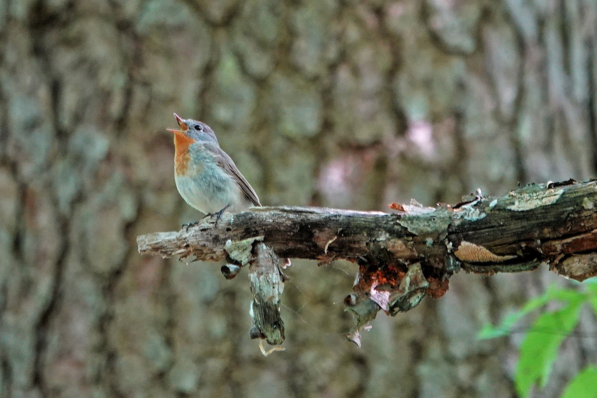 Red-breasted Flycatcher - Thomas Gibson