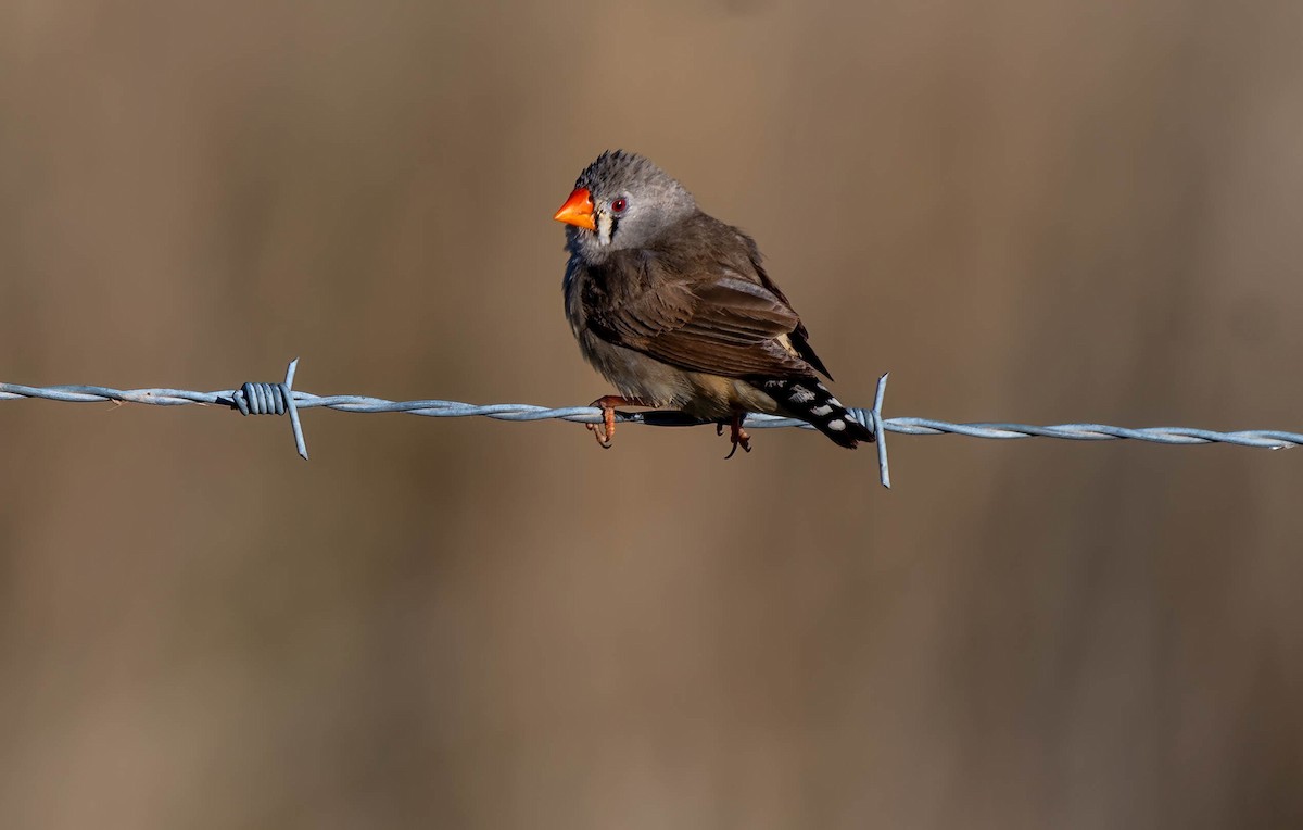 Zebra Finch - Gordon Arthur