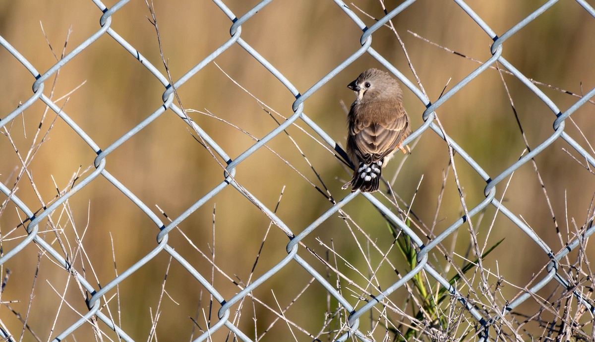 Zebra Finch - Gordon Arthur