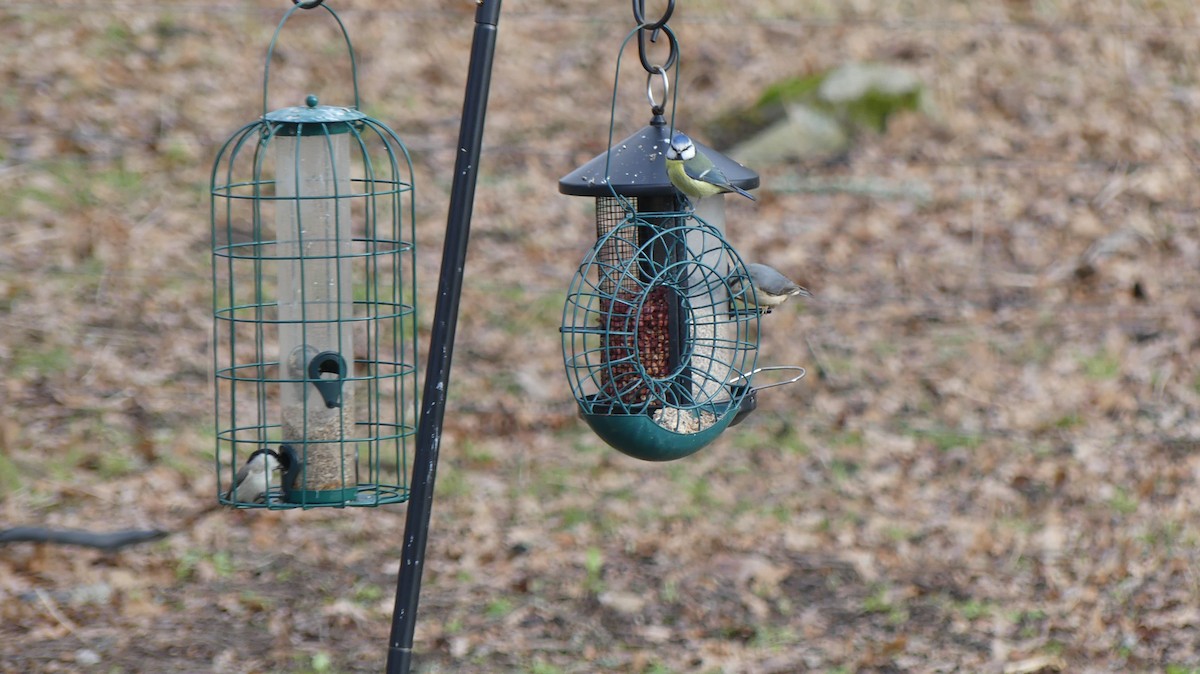 Eurasian Blue Tit - Jan-Rune Ericson