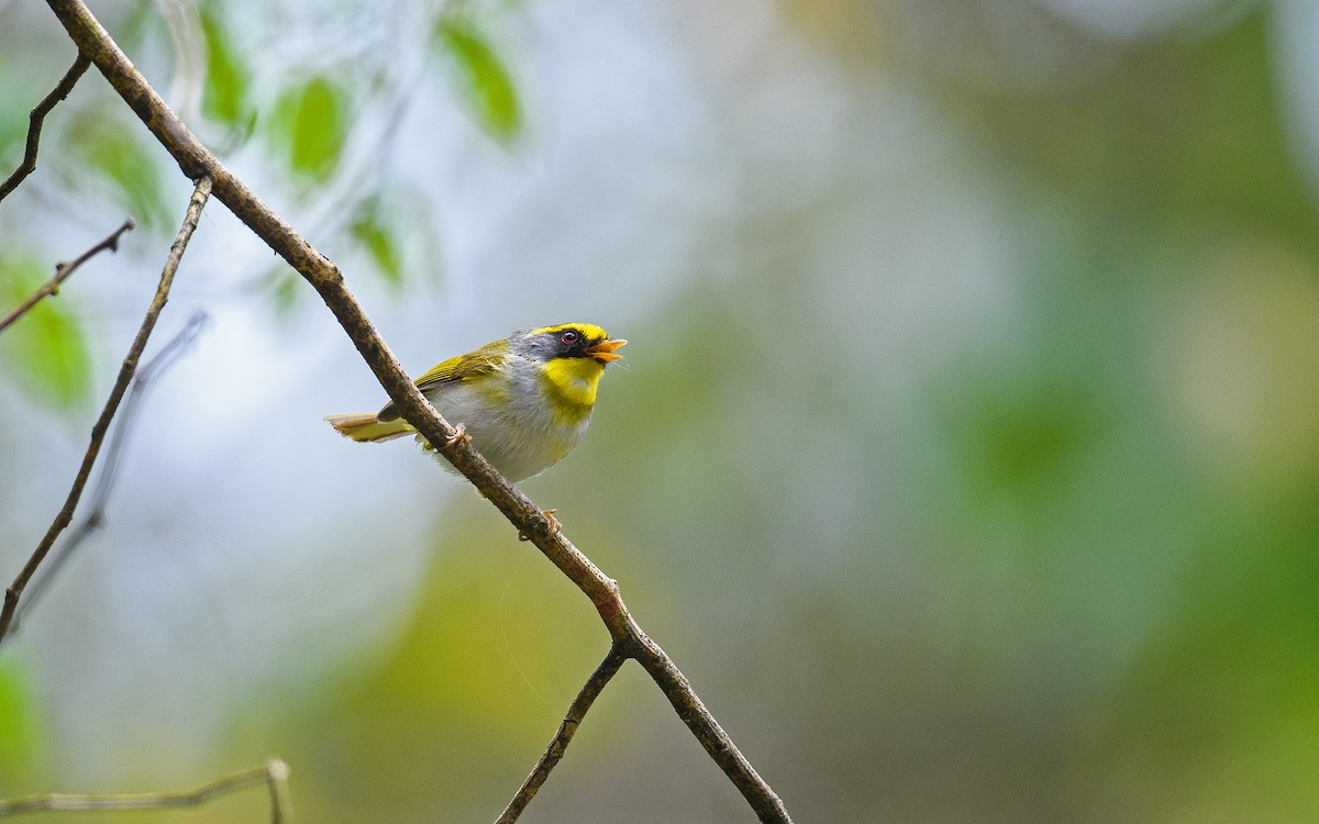 Black-faced Warbler - Dylan Vasapolli - Birding Ecotours