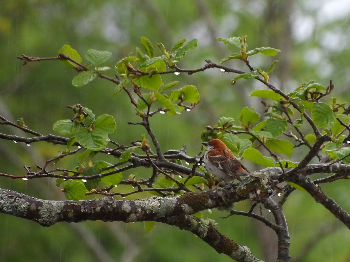 Russet Sparrow - Todd Birzer