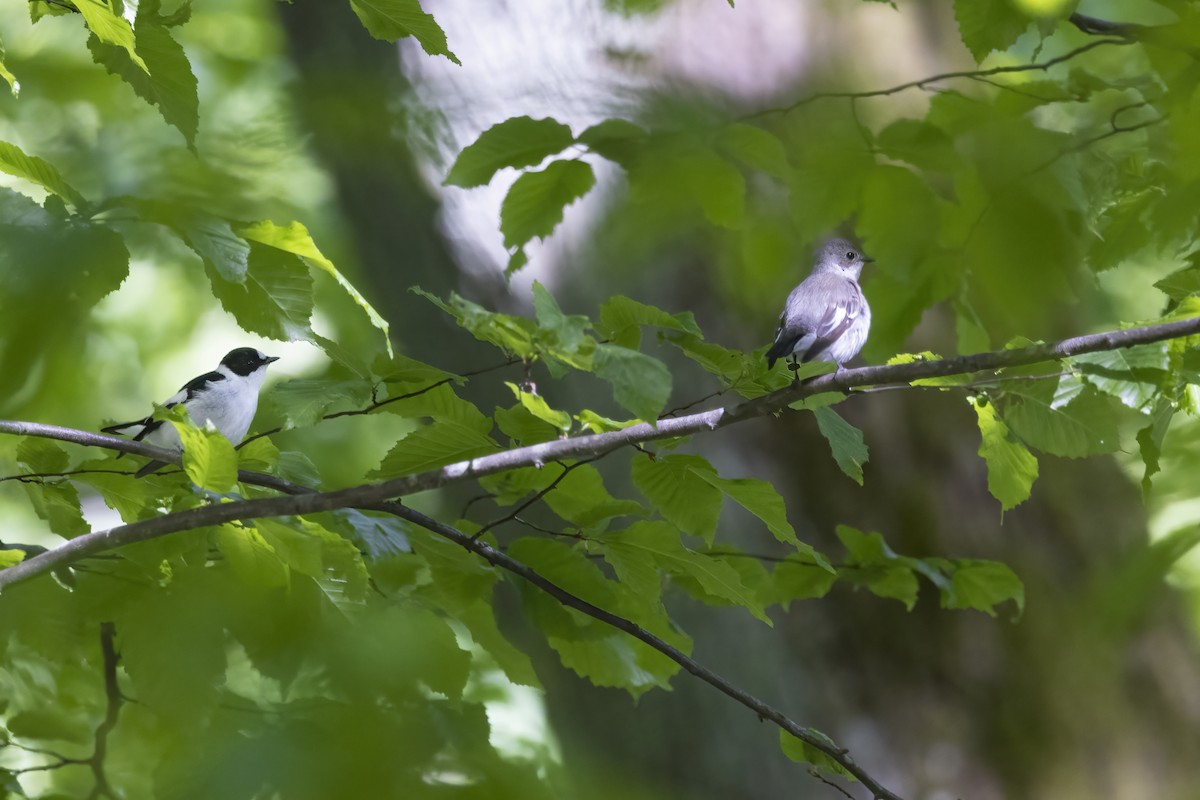 Collared Flycatcher - Delfin Gonzalez