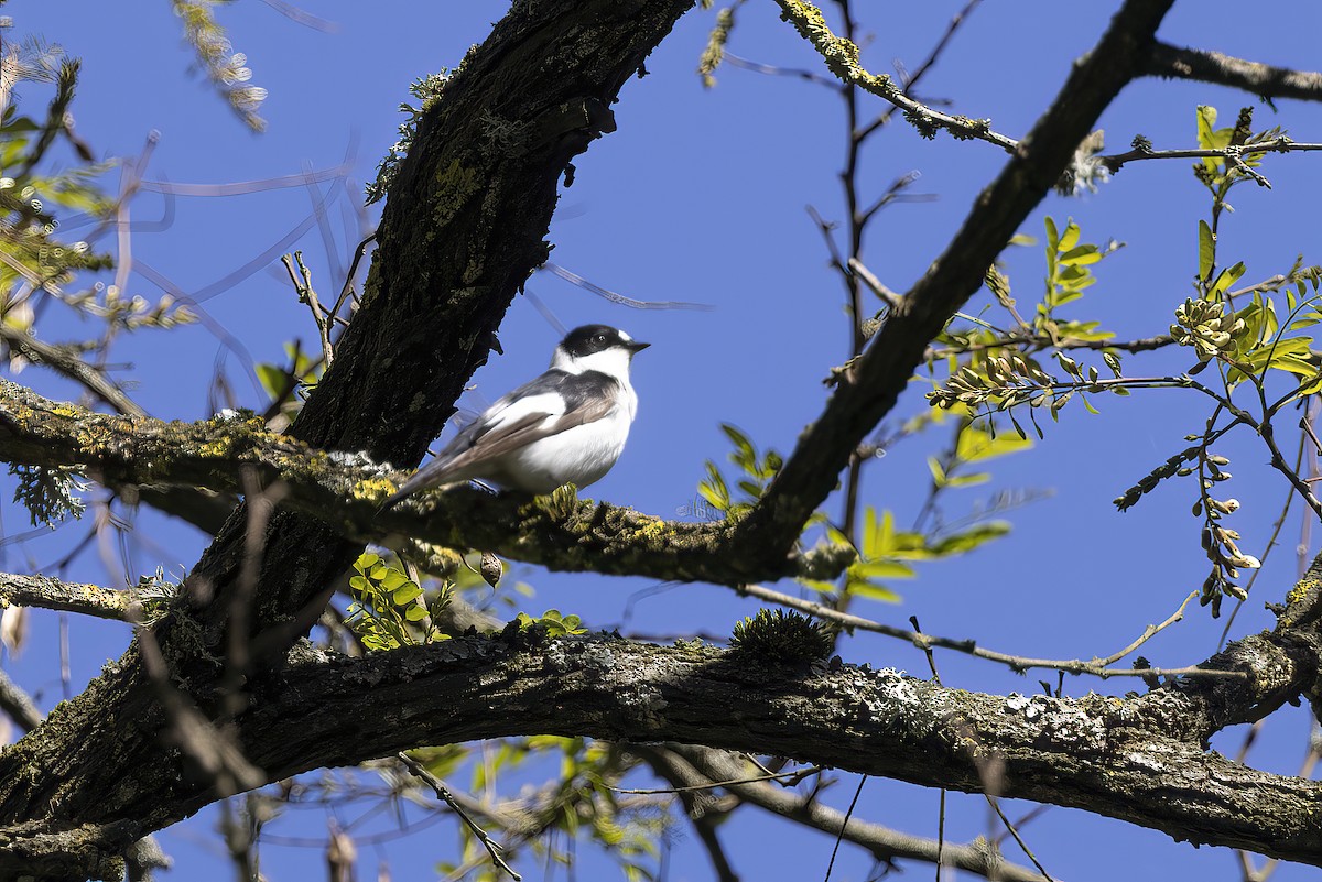 Collared Flycatcher - Delfin Gonzalez