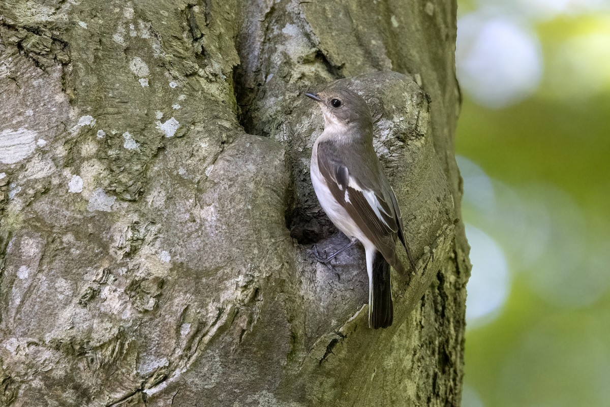 Collared Flycatcher - Delfin Gonzalez