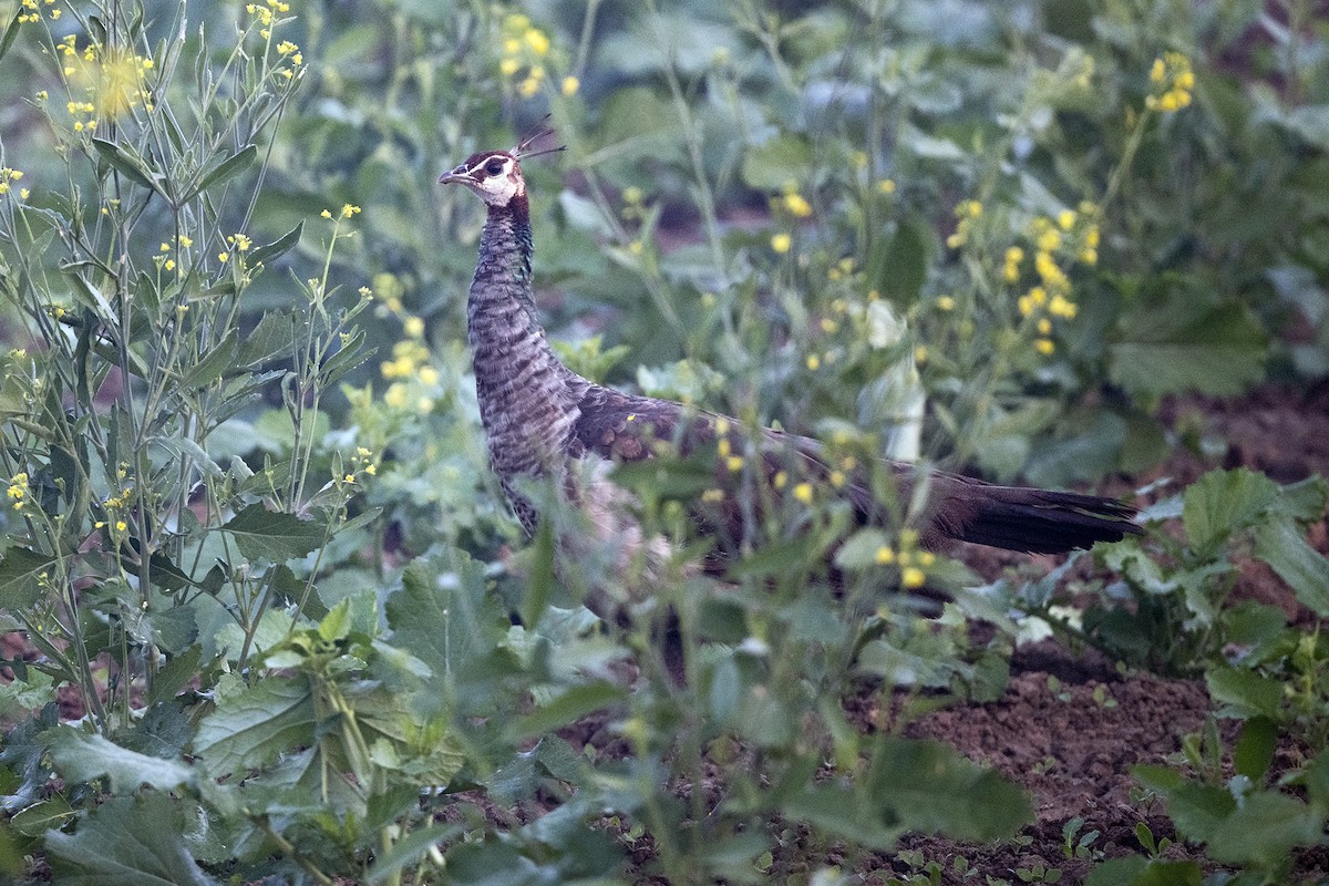 Indian Peafowl - Wachara  Sanguansombat