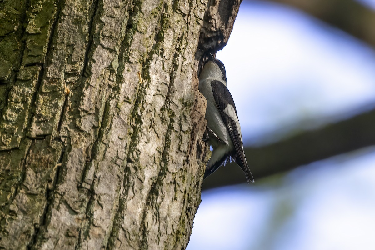 Collared Flycatcher - Delfin Gonzalez