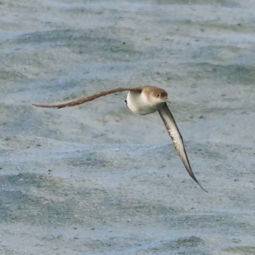 Fluttering Shearwater - John Mills