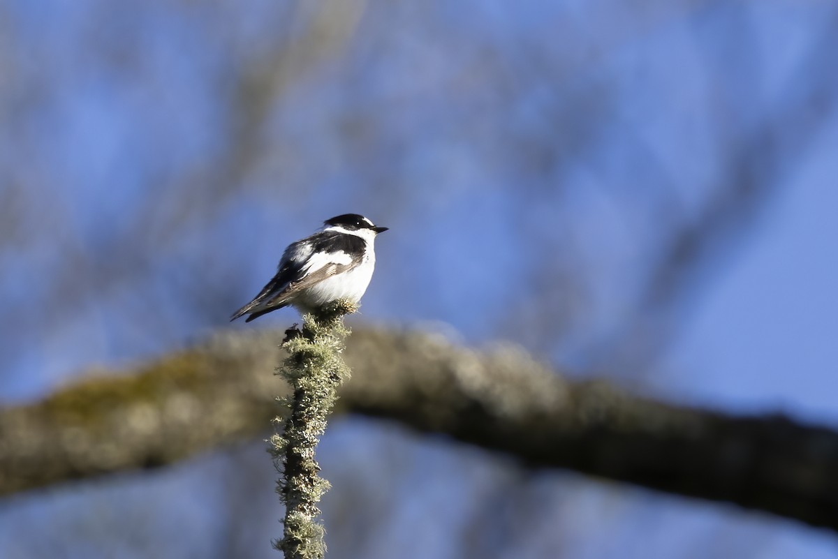 Collared Flycatcher - Delfin Gonzalez