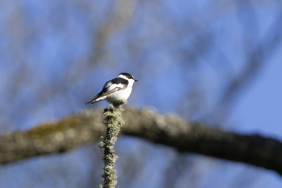 Collared Flycatcher - Delfin Gonzalez