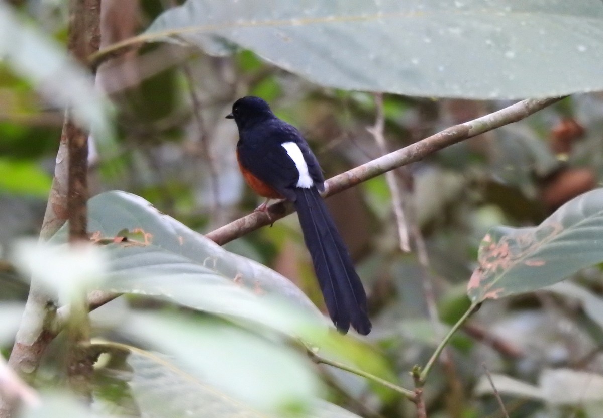 White-rumped Shama - YM Liew