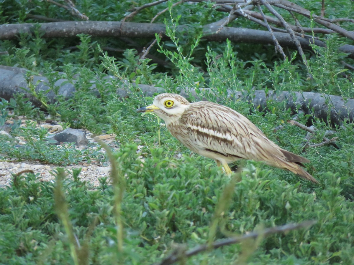 Eurasian Thick-knee - ML619518878