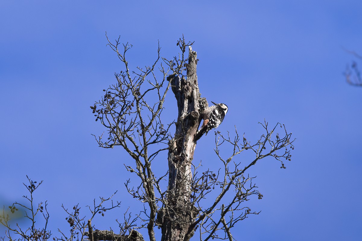 White-backed Woodpecker - Delfin Gonzalez