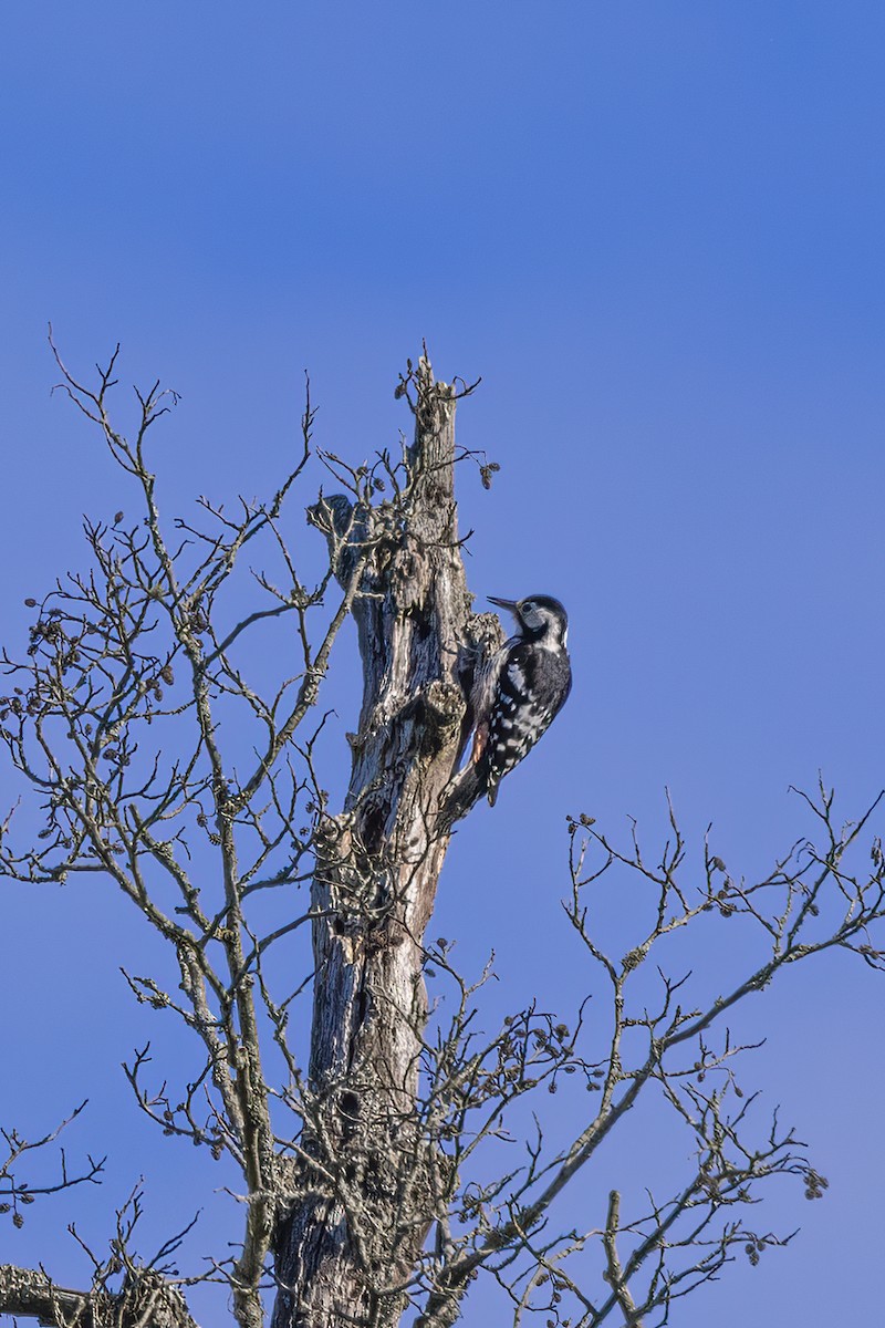 White-backed Woodpecker - Delfin Gonzalez