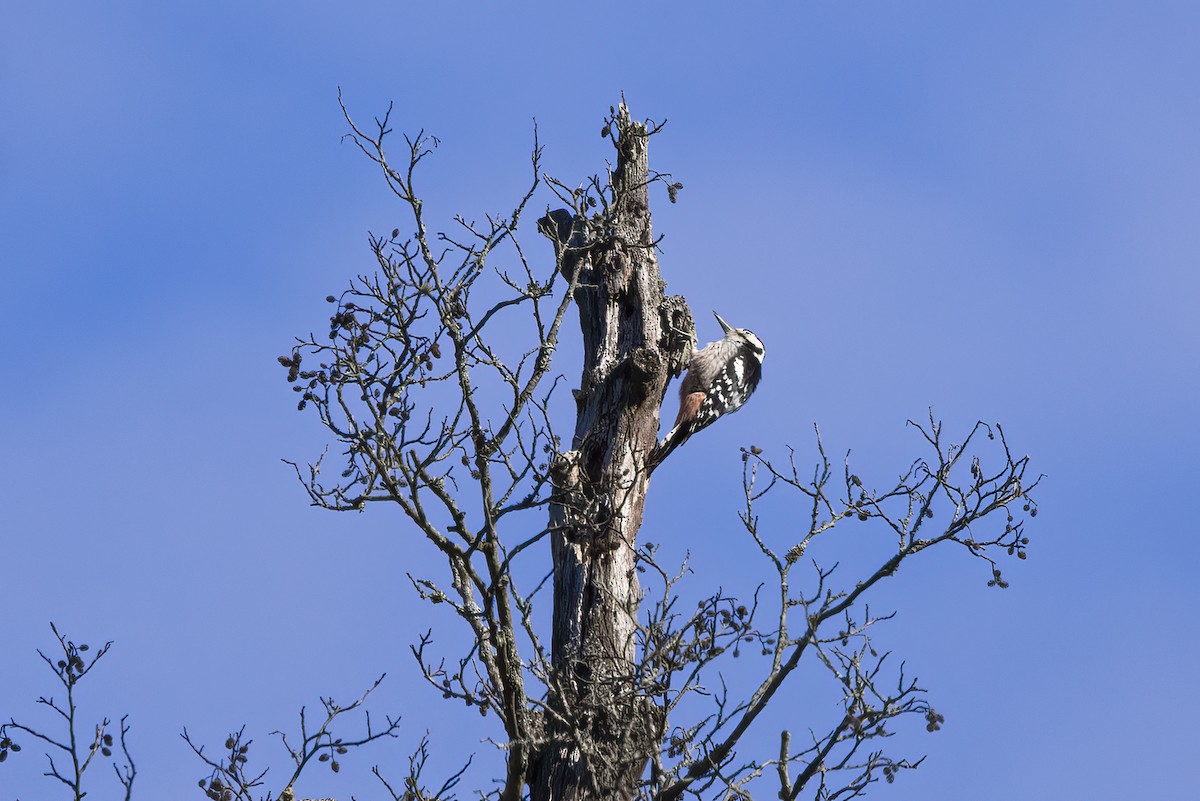 White-backed Woodpecker - Delfin Gonzalez